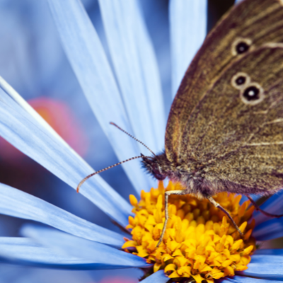 jardin-des-papillons